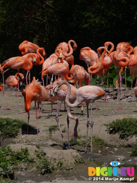 FZ005806 Caribbean Flamingos (Phoenicopterus ruber)